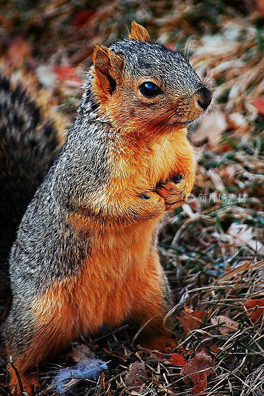 狐松鼠(Sciurus niger)